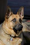 My Dogs